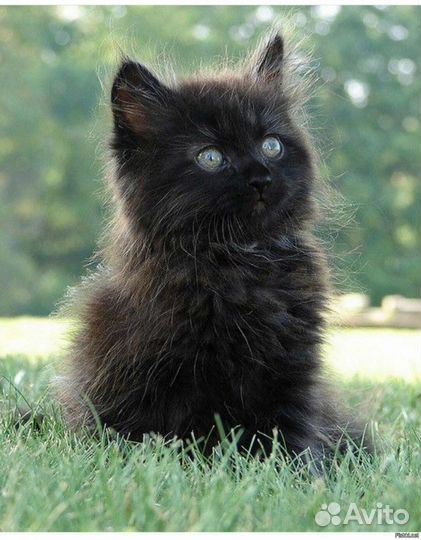 Котенька мальчик в ласковые руки