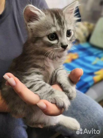 Очаровашка