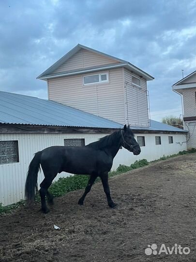 Крупный Мерин