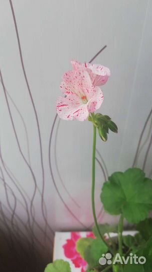 Пеларгония герань