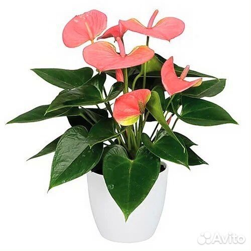 Антуриум комнатный микс,букеты, доставка
