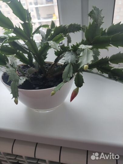 Декабрист (шлюмбергера)