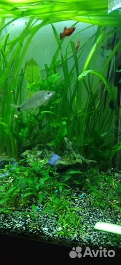 Сетчатый водорослеед