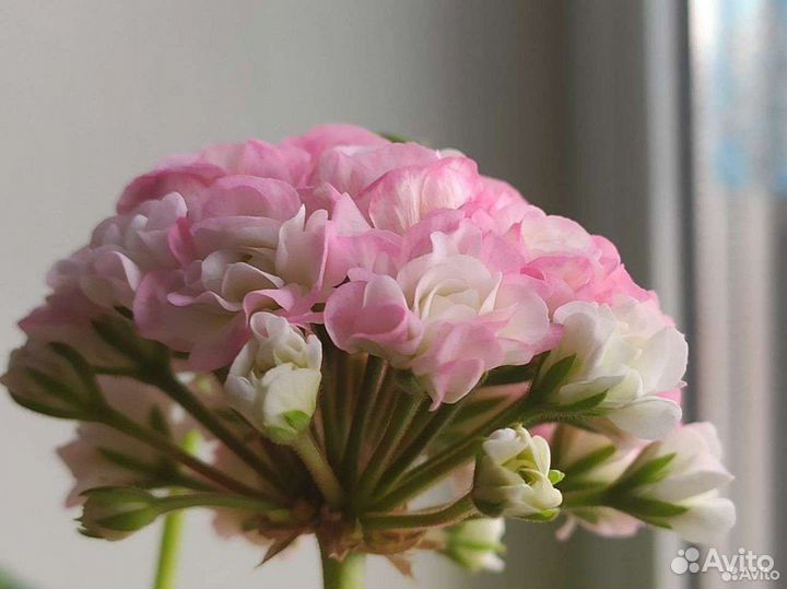 Пеларгония герань розебудная