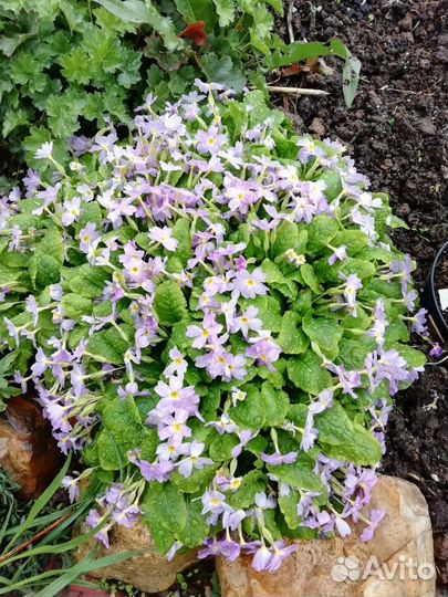 Клубника (усы, рассада, саженцы), цветы