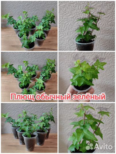 Плющ хедера разные виды