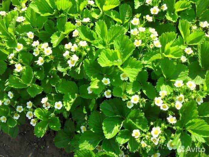 Клубника ремонтантная Королева Елизавета 2