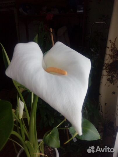 Калла Эфиопская белая