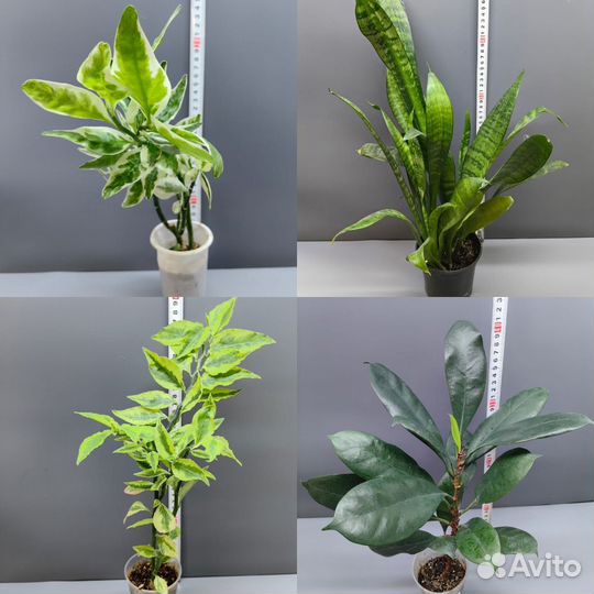 Комнатные растения