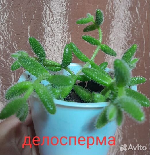 Делосперма