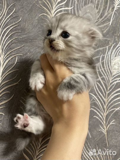 Шотландская вислоухая