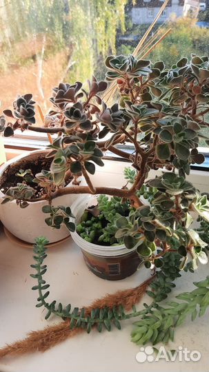 Растения и суккуленты, кактусы