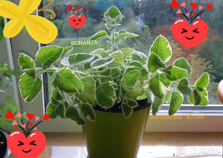 Самые лёгкие и красивые растения