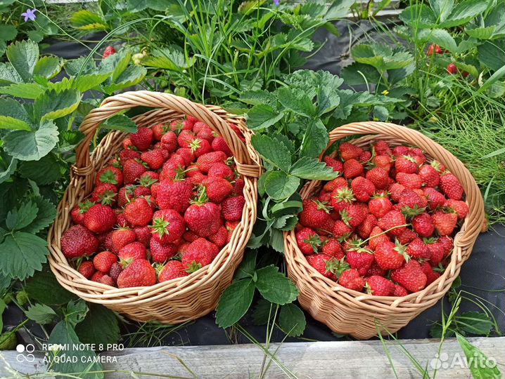 Домашняя (своя), вкуснейшая, отборная клубника
