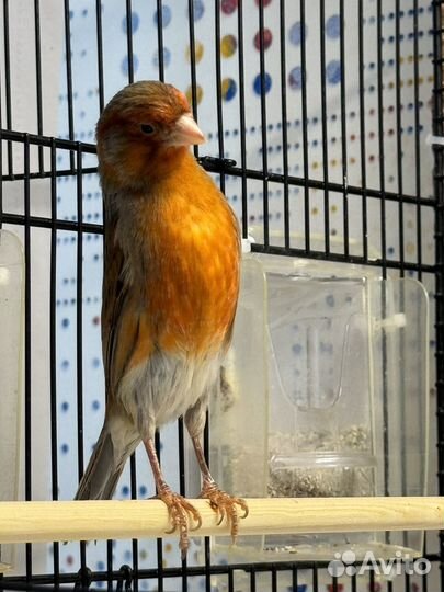 Кенарь и канарейка