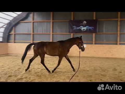 Серьезная лошадь oльденбург с большой перспективой объявление продам