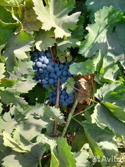 Виноград Саперави