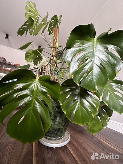 Монстера огромная:) с горшком