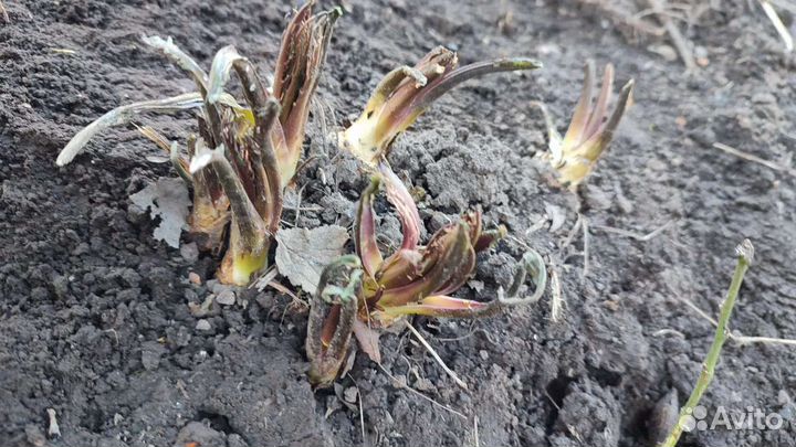 Свежие корни хрена на посадку