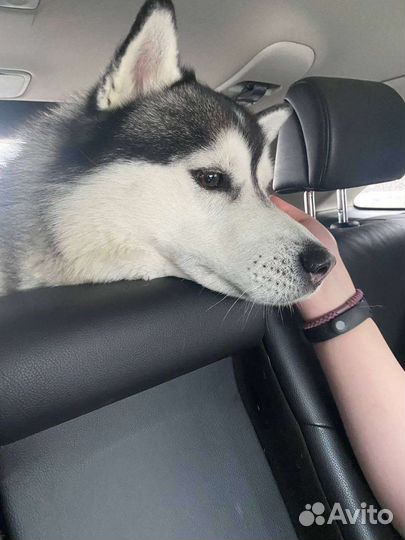 Выгул собак (цена договорная)