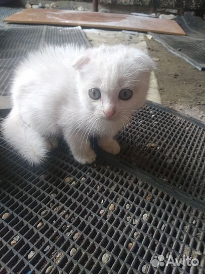 Отдам котёнка