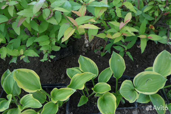 Многолетники садовые