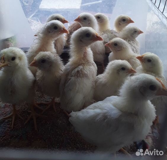 Цыплята-несушки,петухи
