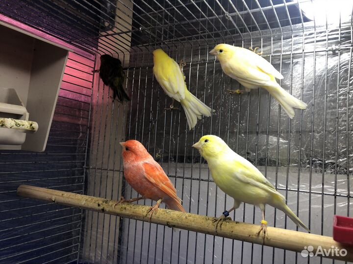 Кенара и канарейки