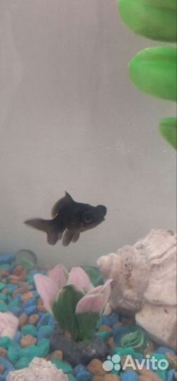 Аквариумные рыбки