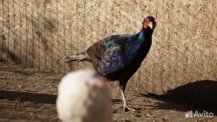 Фазаны Румынские, цесарята, фазанята, яйца цесарки