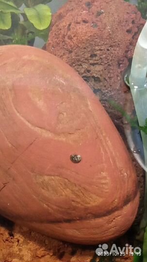 Теодоксус улитка