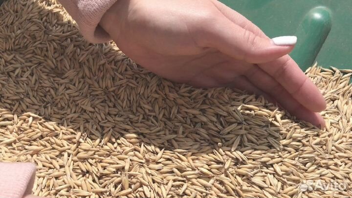 Овес свежий урожай