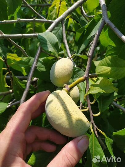 Азимина Банановое дерево саженцы