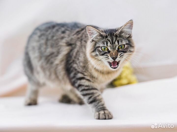 Кот в добрые руки