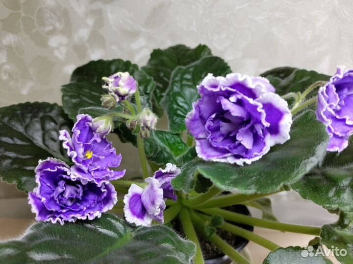 Сортовые фиалки цветущие