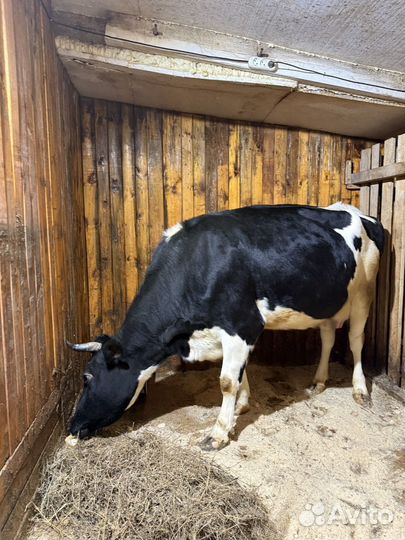 Корова дойная