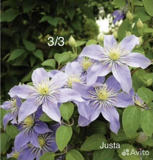 Клематисы