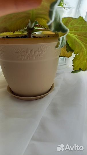 Глоксиния цветущая (с горшком)