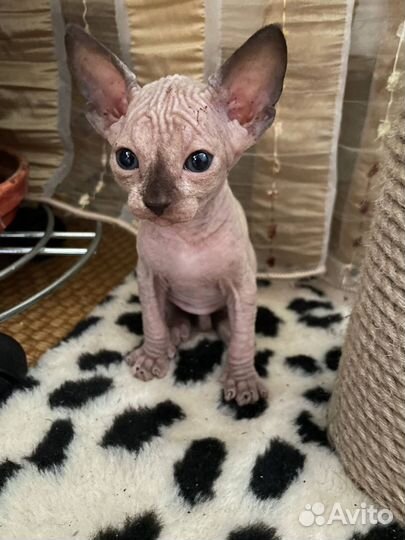 Канадский сфинкс