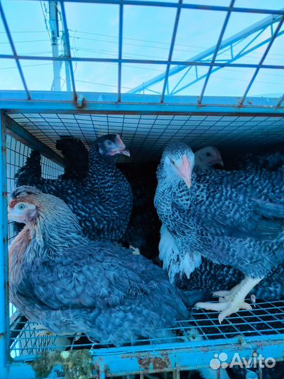 Куры доминант, легорн молодка несушка, утки