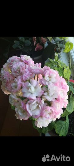 Пеларгония Rookley и Fallen angel, April snow