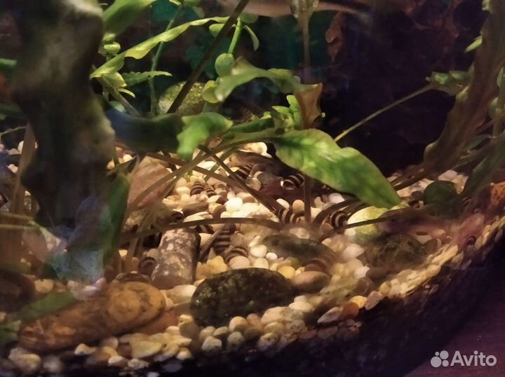 Улитка Хелена