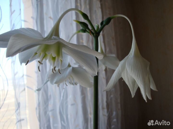 Цветы комнатные