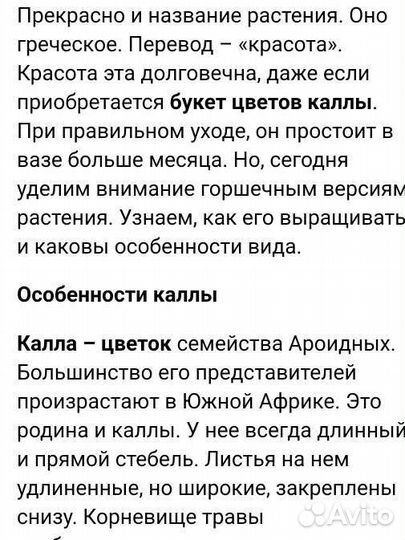 Цветок Калла белая