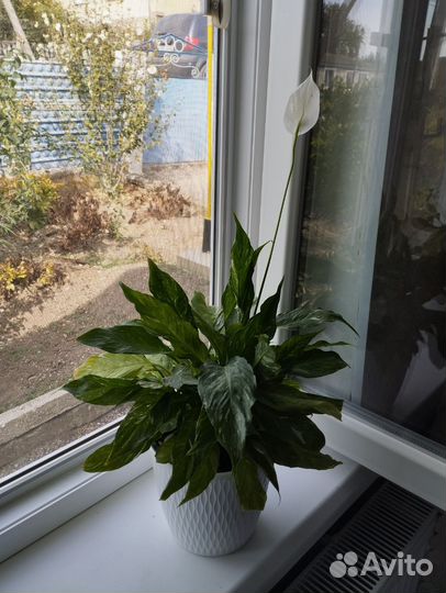 Спатифиллум домино карликовый