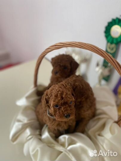 Щенки той пуделя