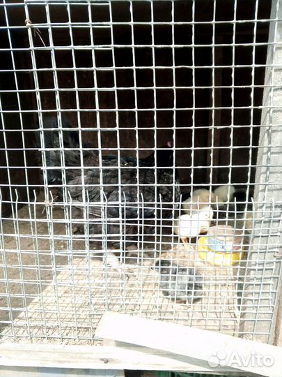 Курица наседка с цыплятами