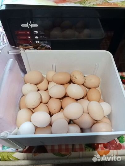 Домашние куриные яйца