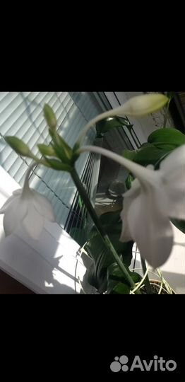 Эухарис амазонская лилия