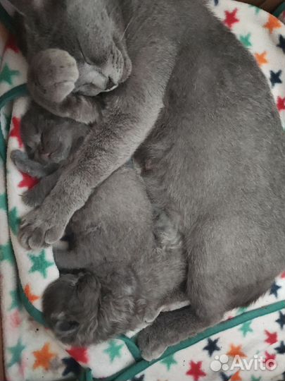 Британские котята